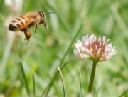 4th Jul 2017 - Honey Bee