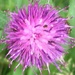 Thistle Flower by cataylor41
