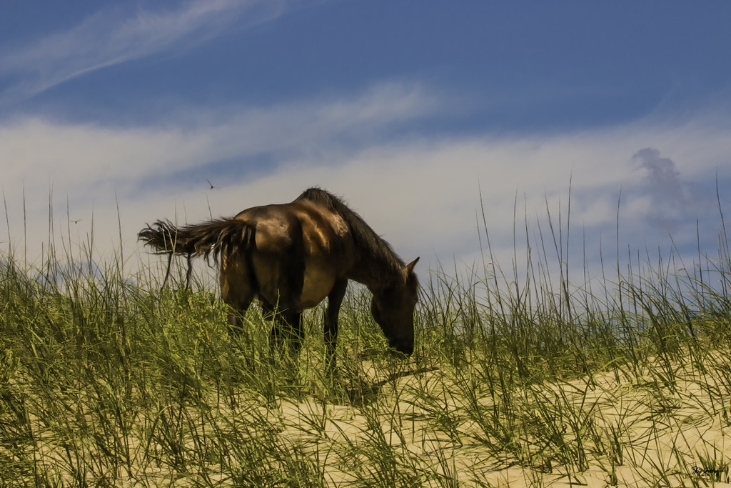 Wild Horse of the Outer Banks by skipt07