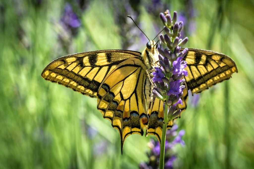 Swallowtail butterfly feeding on lavender blooms... by vignouse