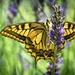 Swallowtail butterfly feeding on lavender blooms... by vignouse
