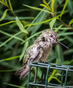 3rd Jul 2017 - Itchy hummingbird