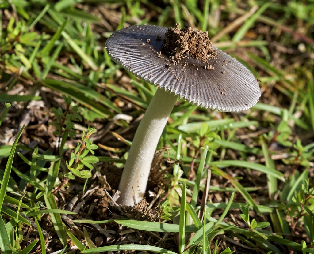Mushroom-LHG_8928  by rontu