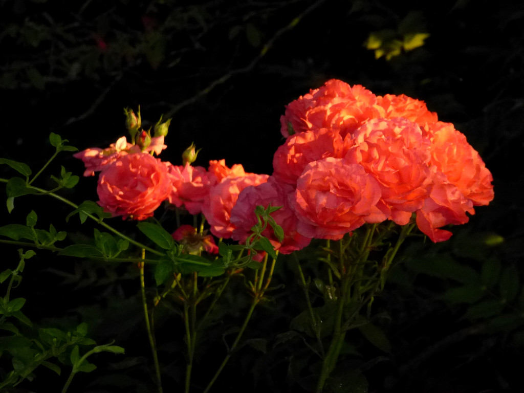 Roses in the evening light... by snowy