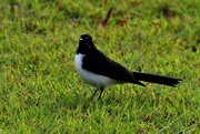 5th Jul 2017 - Willie Wagtail ~