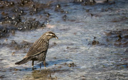 4th Jul 2017 - Juvenile Redwinged Blackbird