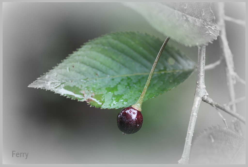 Cherry by pyrrhula