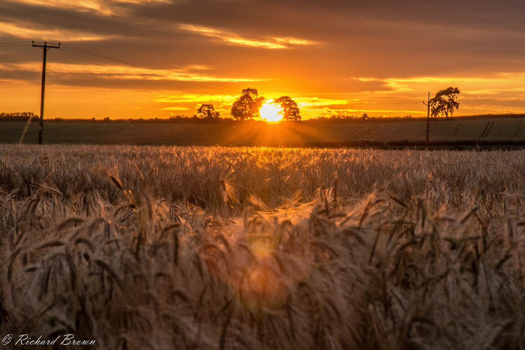 Barley Sunset  by rjb71