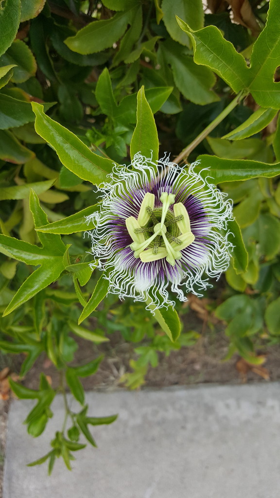 Passion Fruit Flower by mariaostrowski