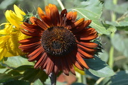 25th Jun 2017 - Orange & Brown Sunflower