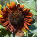 Orange & Brown Sunflower by mariaostrowski
