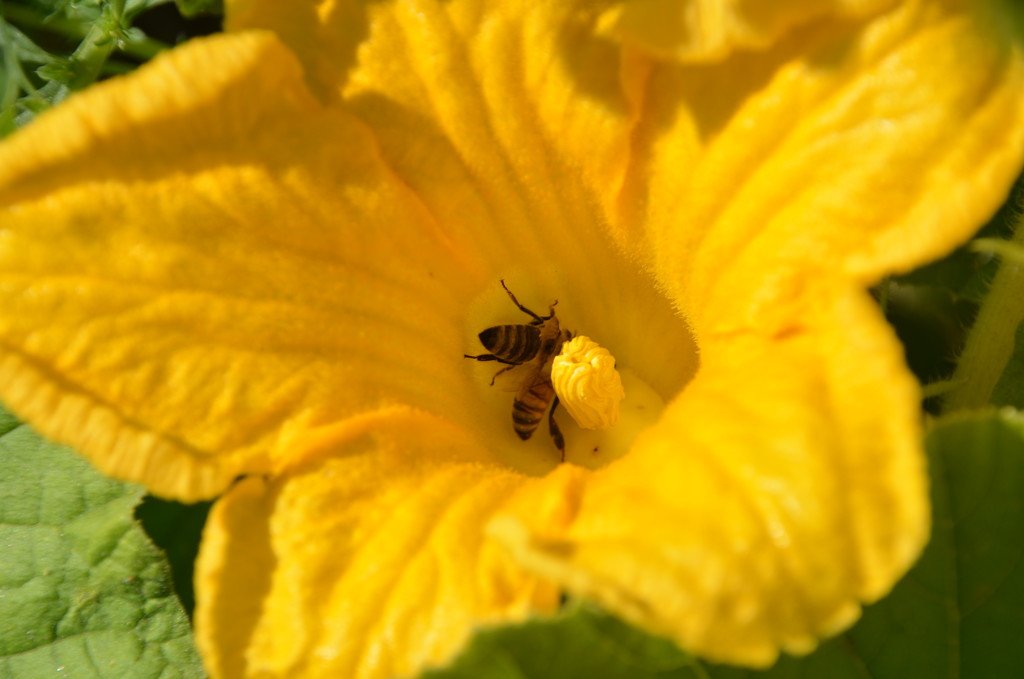 Two Busy Bees by mariaostrowski