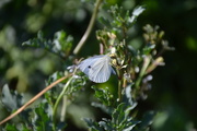26th Jun 2017 - White Butterfly