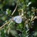 White Butterfly by mariaostrowski