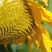 Sunflower by mariaostrowski