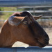 Brown Goat by mariaostrowski