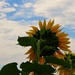 Blue skies and sunflowers! by homeschoolmom