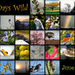 30 Days Wild by yorkshirekiwi