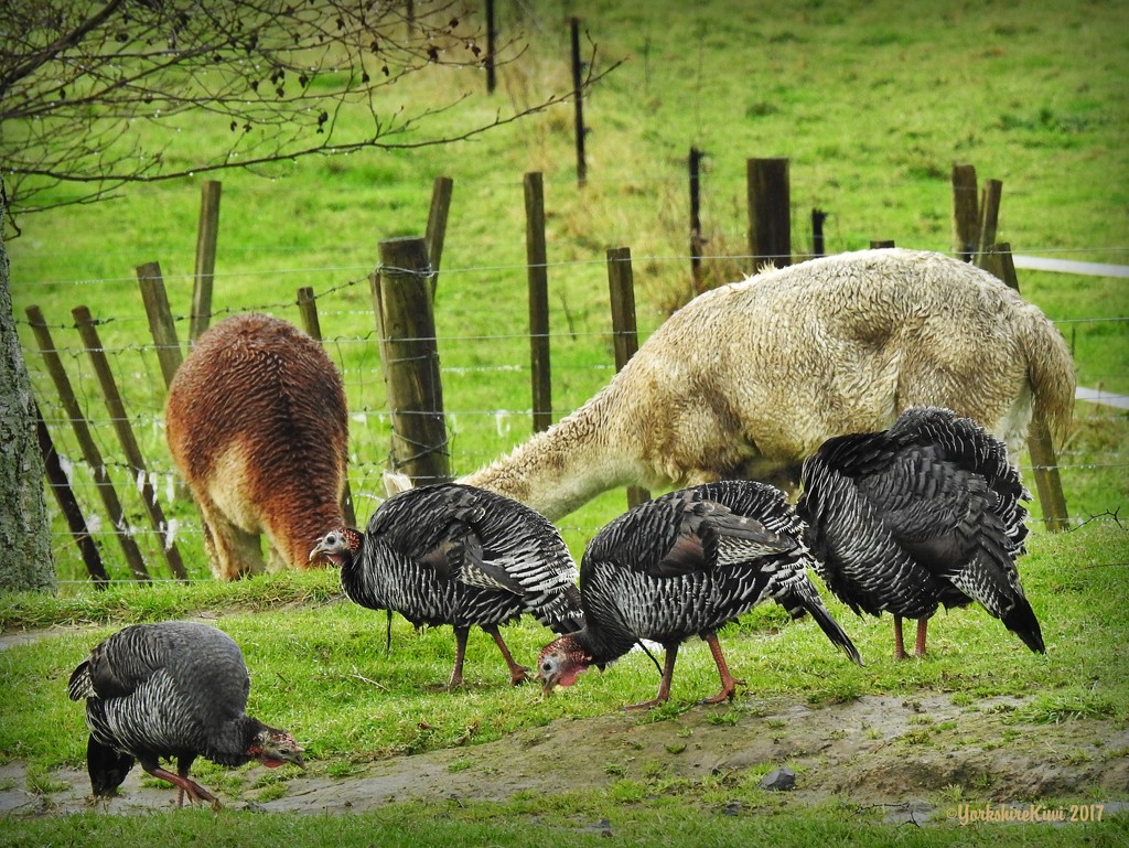 We have Turkeys by yorkshirekiwi