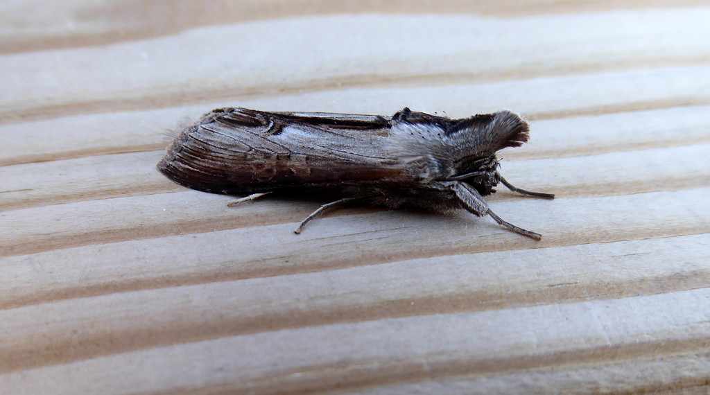 Moths of Lincolnshire 2 .Star wort by steveandkerry