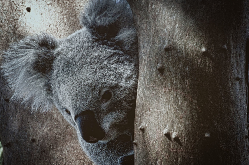 Koala by annied