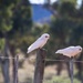Corellas by pusspup