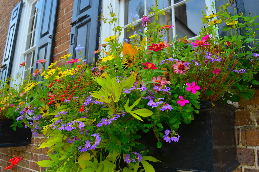 Flowerbox, historic district, Charleston, SC by congaree