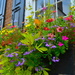 Flowerbox, historic district, Charleston, SC by congaree