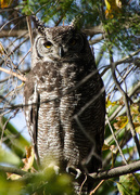 4th Jul 2017 - Spotted Eagle Owl 