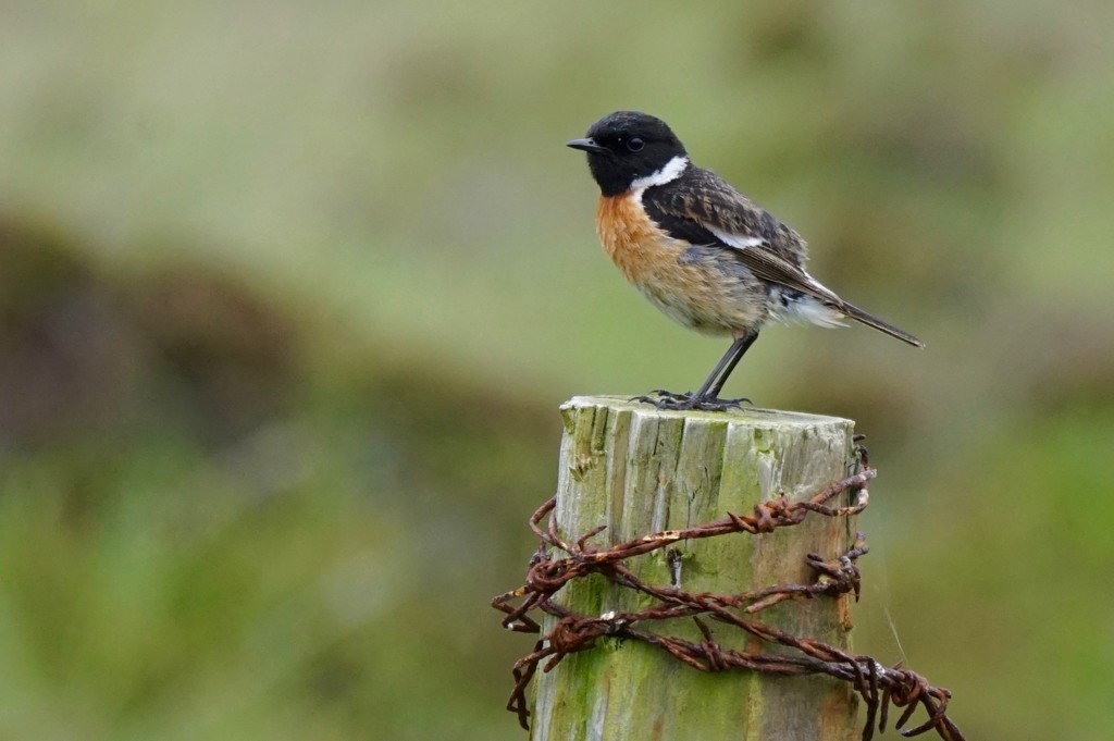 STONECHAT by markp