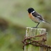 STONECHAT by markp