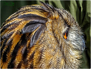 5th Jul 2017 - European Eagle Owl