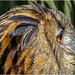 European Eagle Owl by carolmw