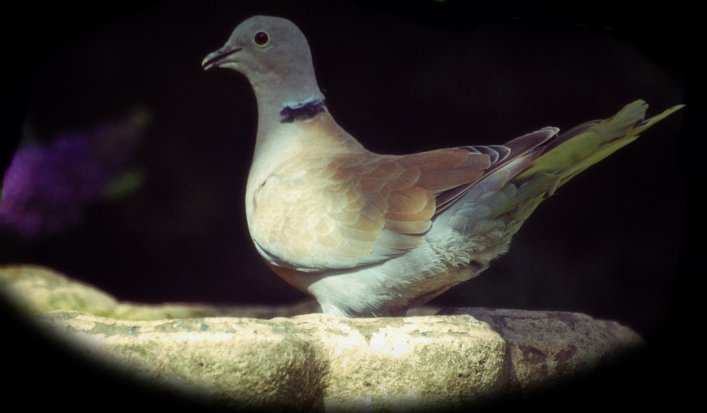 Collared Dove by fbailey