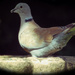 Collared Dove by fbailey