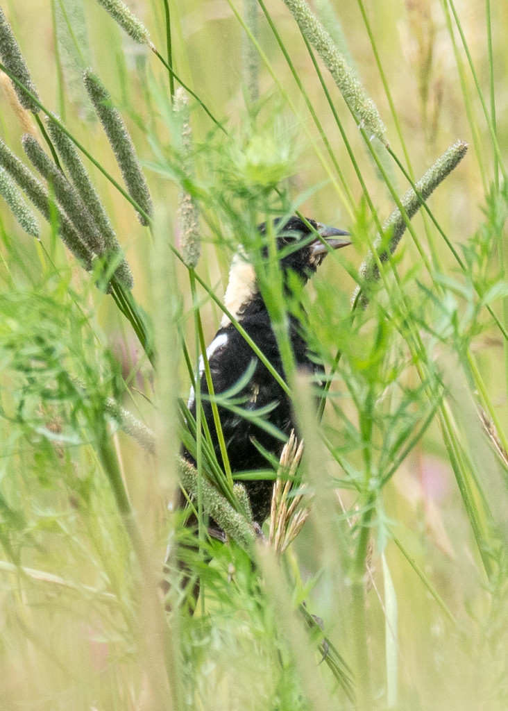 Bobolink Portrait in tall grass by rminer