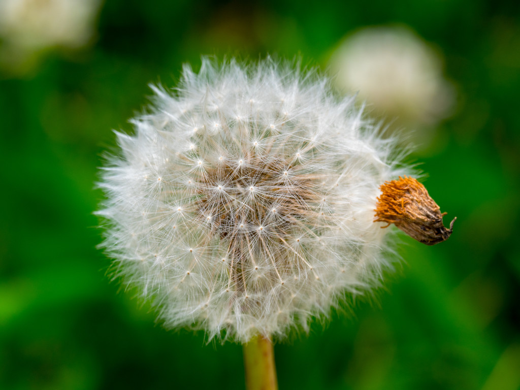 Dandelion Seeds by rminer