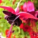 Fuchsia by carole_sandford