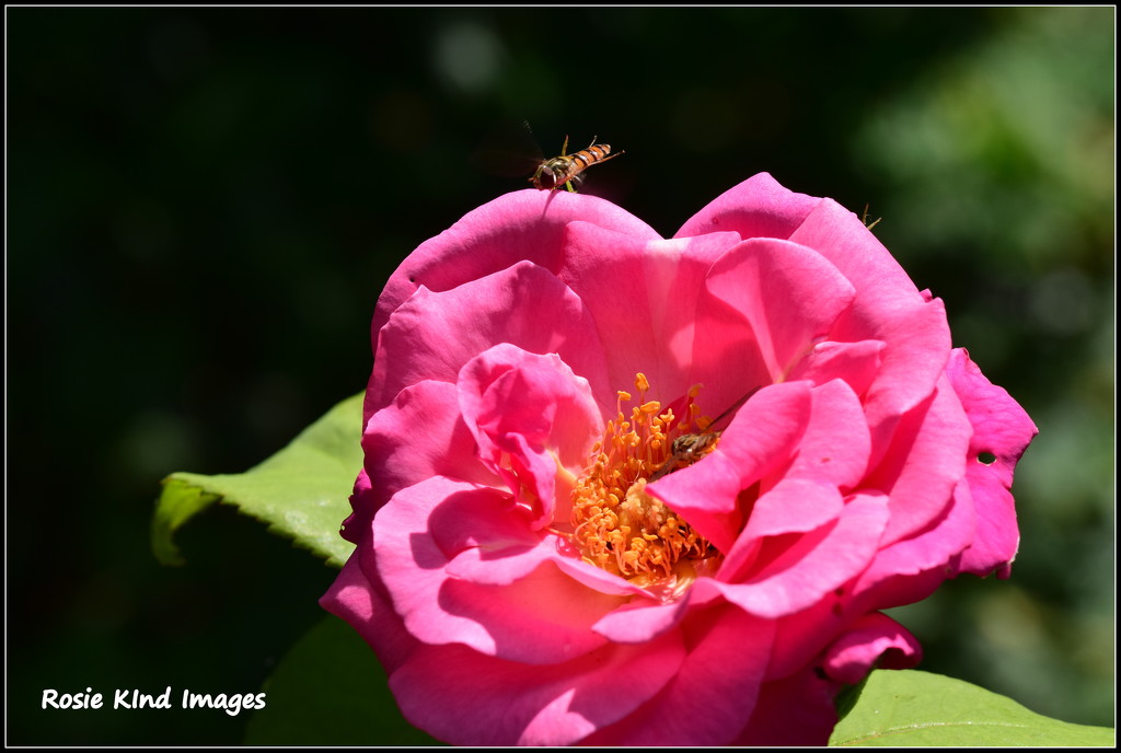 Bee utiful by rosiekind