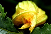 5th Jul 2017 - courgette flower