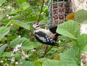 5th Jul 2017 - Greater Spotted Woodpecker (juvenile)