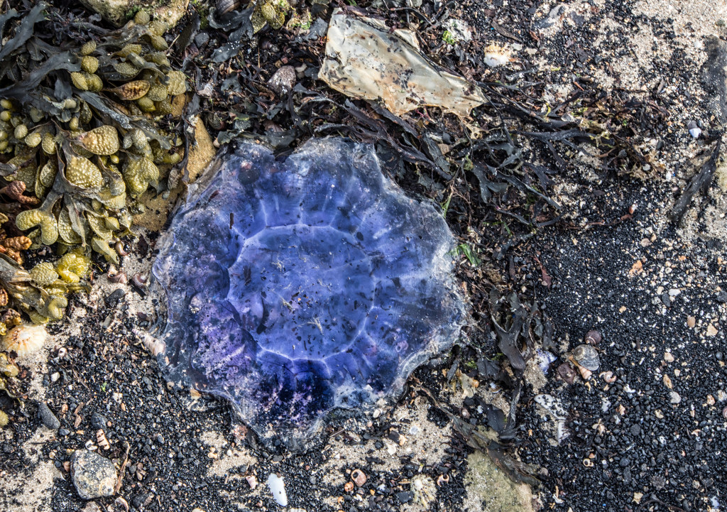 Blue Jellyfish by frequentframes