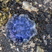 Blue Jellyfish by frequentframes