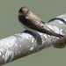A Sand Martin by snoopybooboo