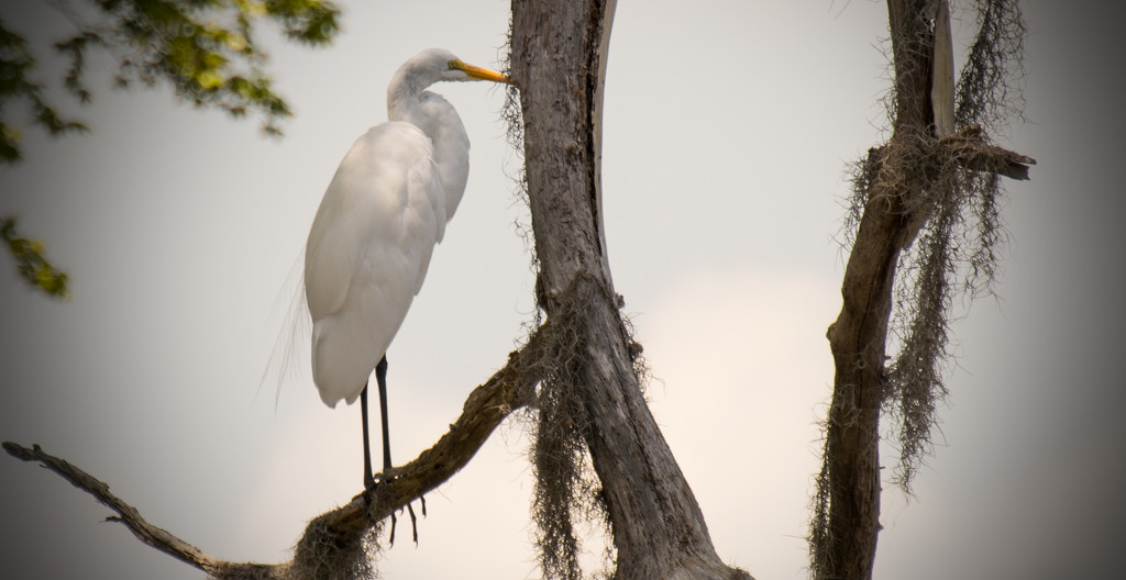 Egret in Ralph's Tree! by rickster549