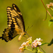 Giant Swallowtail Sipping the Nectar! by rickster549