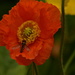 Orange poppy and hoverfly......... by ziggy77