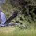 Heron Flying  by jgpittenger