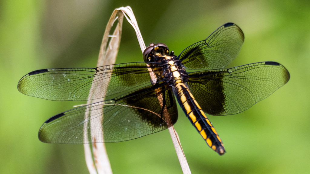 Dragonfly Gold and Black Closeup by rminer