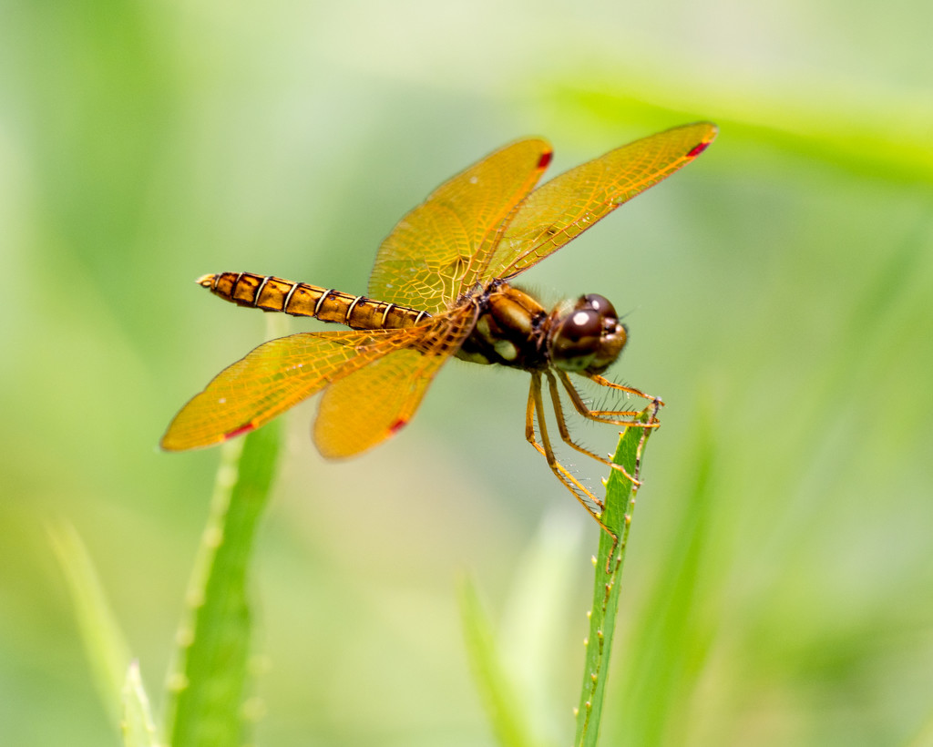 Dragonfly Orange Tail against grass by rminer